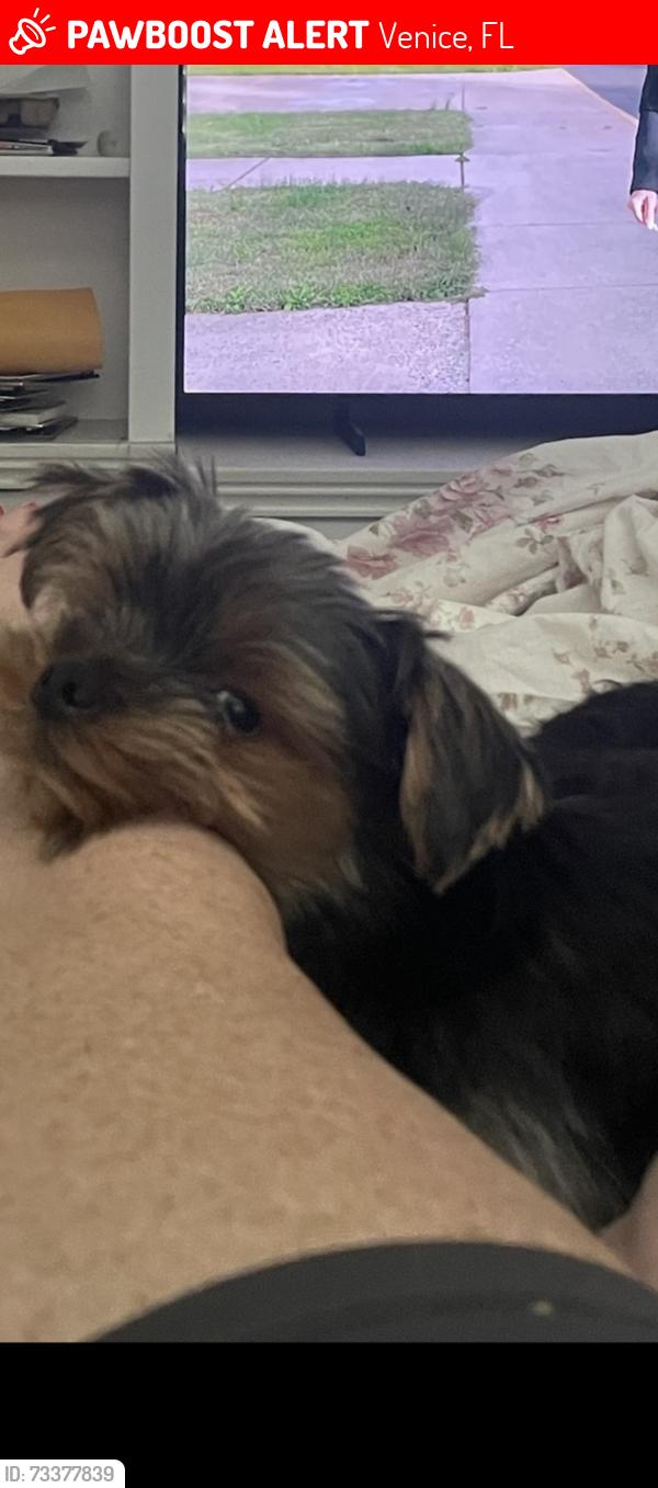 Lost Male Dog last seen Strada D Oro Venice FL, Venice, FL 34292