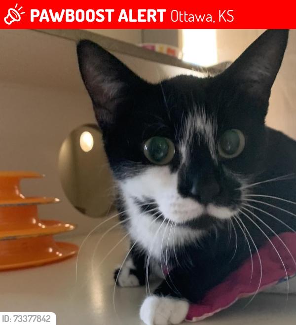 Lost Female Cat last seen 7th st, Ottawa, KS 66067