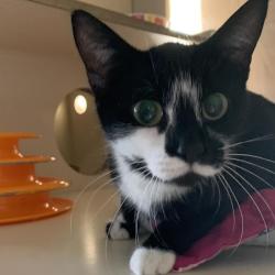 Lost Female Cat last seen 7th st, Ottawa, KS 66067