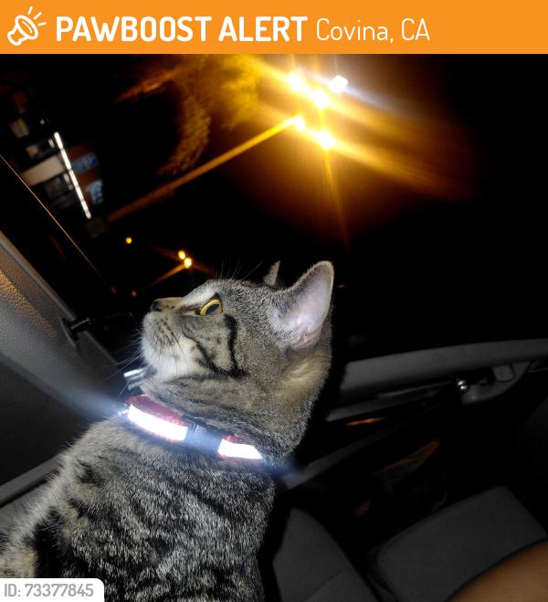 Found/Stray Female Cat last seen San Bernardino and Vincent, Covina, CA 91722