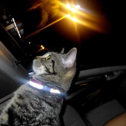 Found/Stray Female Cat last seen San Bernardino and Vincent, Covina, CA 91722