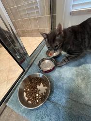 Reunited Unknown Cat last seen Savanna neighborhood in Plantation Palms, Land O' Lakes, FL 34639
