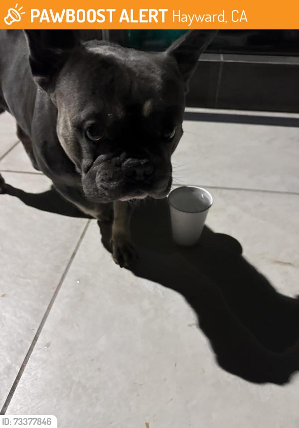 Found/Stray Male Dog last seen Hathaway and arbor, Hayward, CA 94541