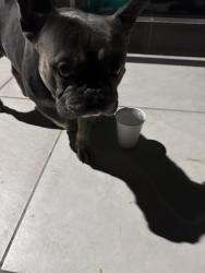 Found/Stray Male Dog last seen Hathaway and arbor, Hayward, CA 94541