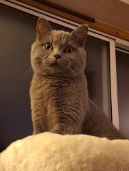 Lost Male Cat last seen Opposite Co-op in Llangollen, Denbighshire, Wales 