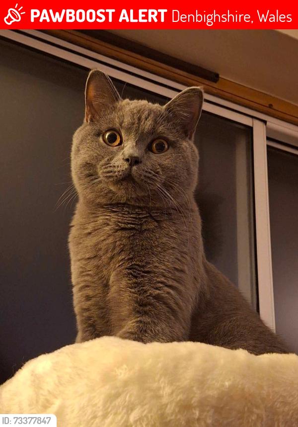 Lost Male Cat last seen Opposite Co-op in Llangollen, Denbighshire, Wales 