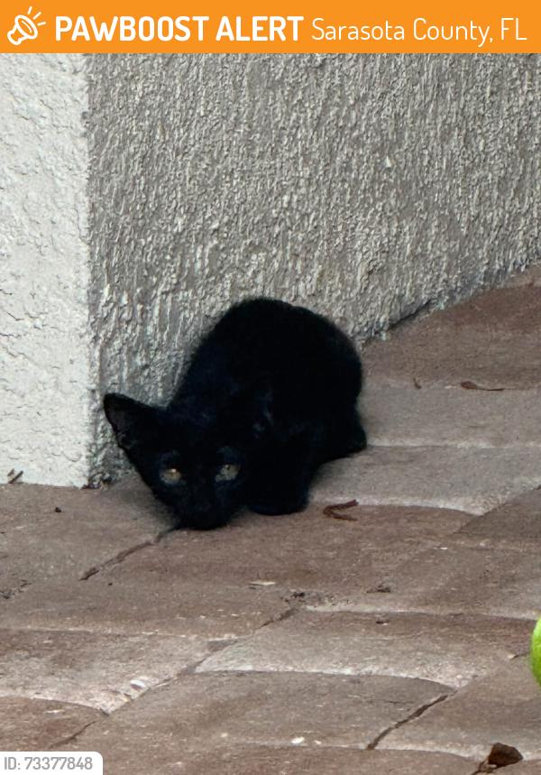 Found/Stray Unknown Cat last seen Sunrise preserve community on Morning Sun Drive, Sarasota County, FL 34238
