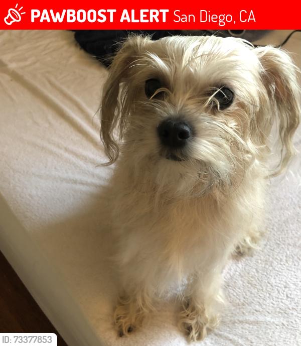 Lost Female Dog last seen Paradise Valley rd by 7/11, San Diego, CA 92114