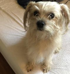 Lost Female Dog last seen Paradise Valley rd by 7/11, San Diego, CA 92114