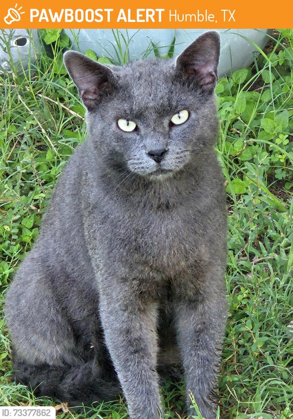 Found/Stray Male Cat last seen Pop's Hideout RV Park, Humble, TX 77338