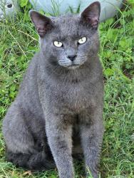 Found/Stray Male Cat last seen Pop's Hideout RV Park, Humble, TX 77338