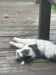 Reunited Male Cat last seen Henry Ave, Stratford, CT 06614, USA, Stratford, CT 06614