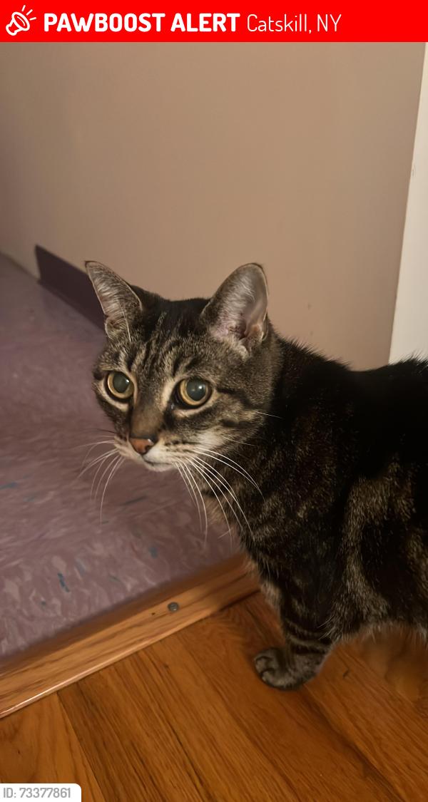 Lost Female Cat last seen Liberty and King street, Catskill, NY 12414