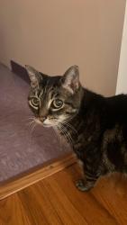 Lost Female Cat last seen Liberty and King street, Catskill, NY 12414