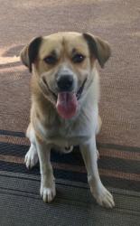 Found/Stray Male Dog last seen Lakeside Drive & River Road, Ashland City, TN 37015