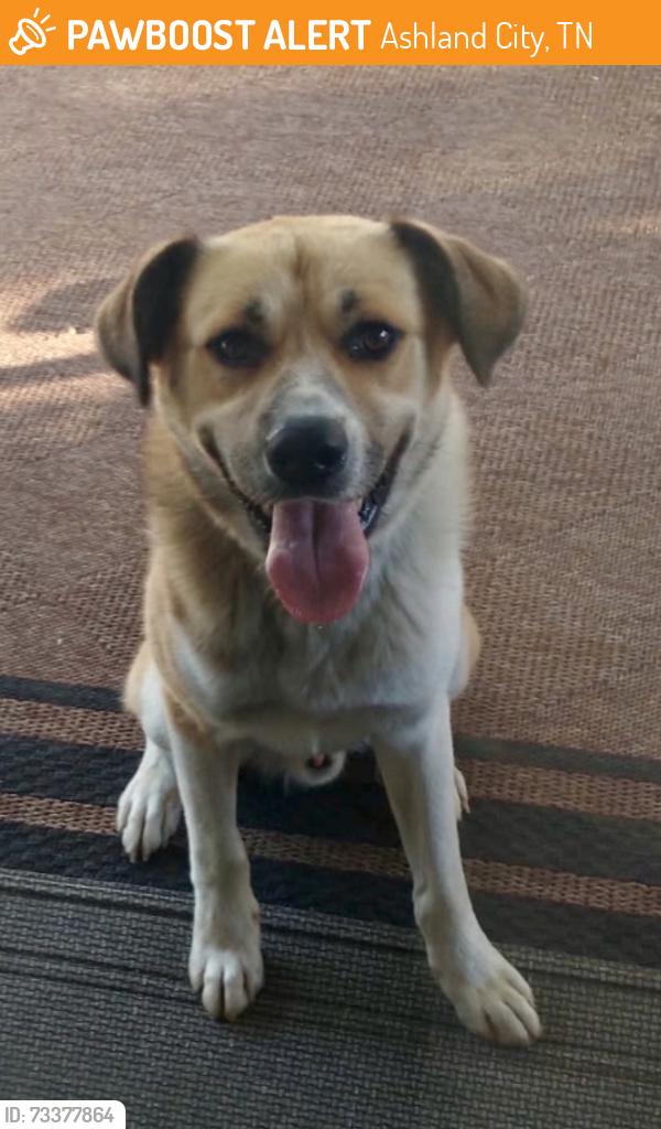 Found/Stray Male Dog last seen Lakeside Drive & River Road, Ashland City, TN 37015