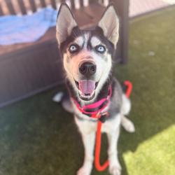 Shelter Stray Male Dog last seen , Animal Care & Control Team of Philly, 111 W Hunting Park Ave, Philadelphia, PA 19140, USA