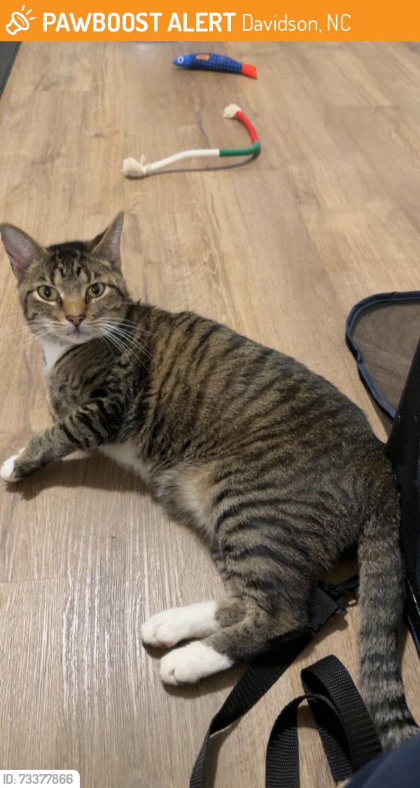 Found/Stray Male Cat last seen Sloan Street and Gamble Street right next to the construction site, Davidson, NC 28036