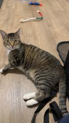 Found/Stray Male Cat last seen Sloan Street and Gamble Street right next to the construction site, Davidson, NC 28036