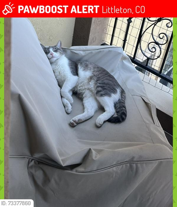 Lost Male Cat last seen Tresana - Viaggio Way/Highlands Ranch Blvd, Littleton, CO 80126