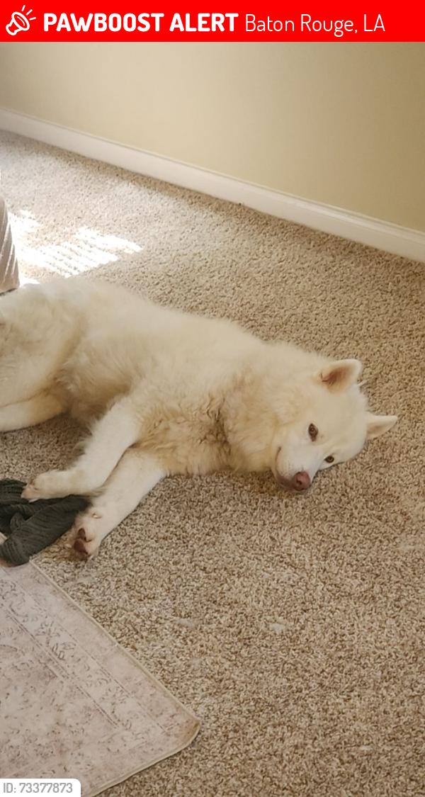 Lost Male Dog last seen Linkwood Ct and Bluebonnet Ave near Brewbackers grill, Baton Rouge, LA 70810
