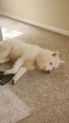 Lost Male Dog last seen Linkwood Ct and Bluebonnet Ave near Brewbackers grill, Baton Rouge, LA 70810
