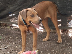 Lost Male Dog last seen jet lane and old Bastrop highway service rd southbound, Austin, TX 78742