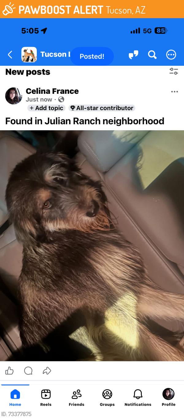 Found/Stray Unknown Dog last seen Egret, Tucson, AZ 85756