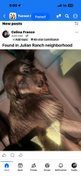 Found/Stray Unknown Dog last seen Egret, Tucson, AZ 85756