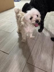 Found/Stray Male Dog last seen 19th Ave, Texas City, TX 77590