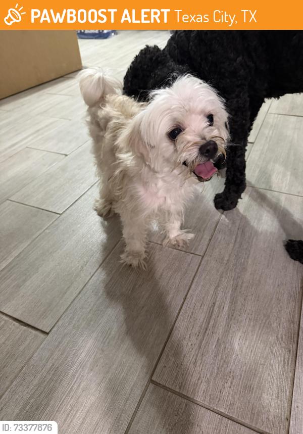 Found/Stray Male Dog last seen 19th Ave, Texas City, TX 77590