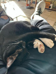 Reunited Male Cat last seen Dane Park apartment complex at Shiloh and George Bush, Garland, TX 75044