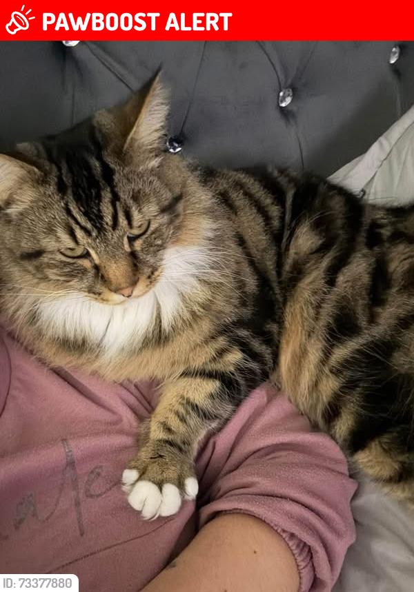 Lost Male Cat last seen Langworthy park, Greater Manchester, England M6 5QD