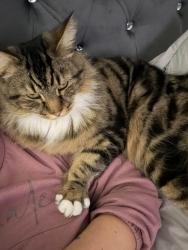 Lost Male Cat last seen Langworthy park, Greater Manchester, England M6 5QD