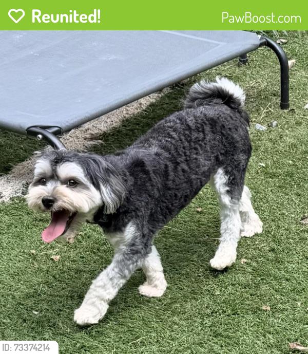 Reunited Male Dog last seen Travertine Trail, Davidson NC, Davidson, NC 28036