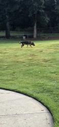 Found/Stray Male Dog last seen Near highway, Gwinnett County, GA 30047