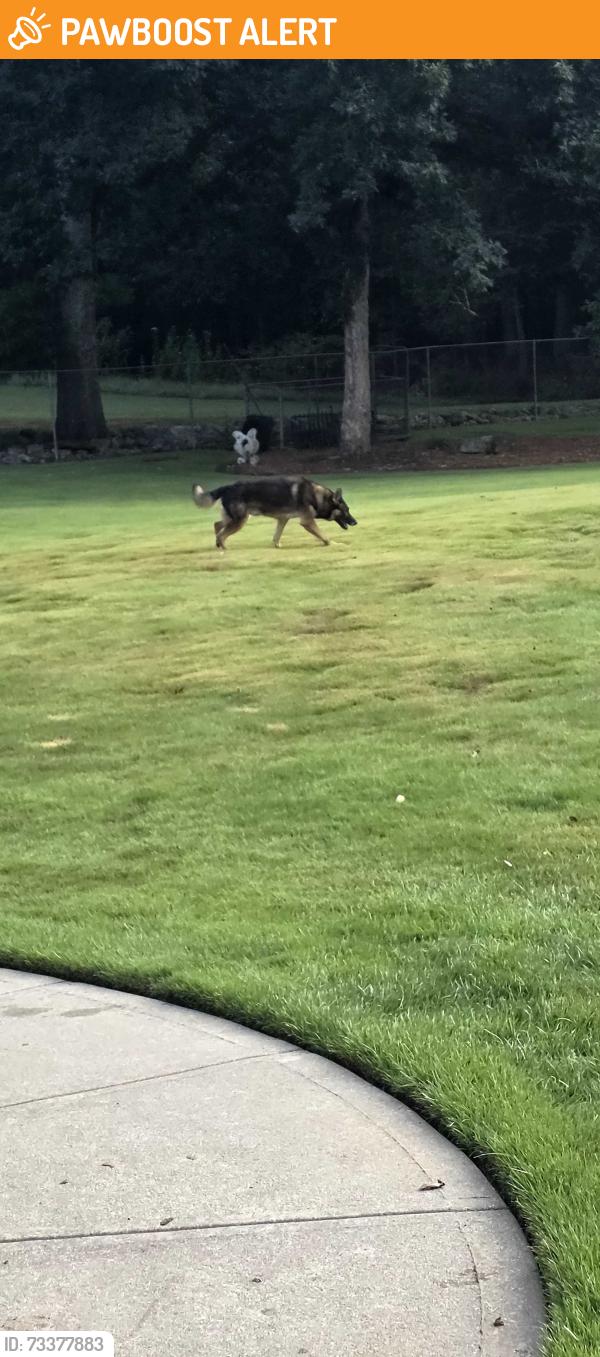 Found/Stray Male Dog last seen Near highway, Gwinnett County, GA 30047