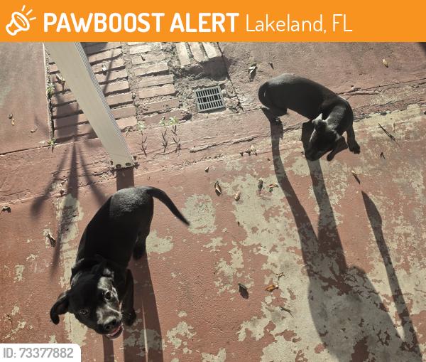 Found/Stray Male Dog last seen Josephine street, Lakeland, FL 33815