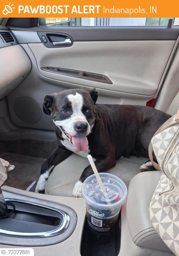 Found/Stray Female Dog last seen Sherman and Raymond, Indianapolis, IN 46203