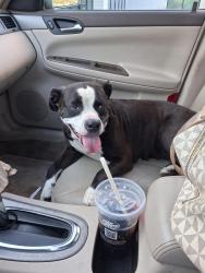 Found/Stray Female Dog last seen Sherman and Raymond, Indianapolis, IN 46203