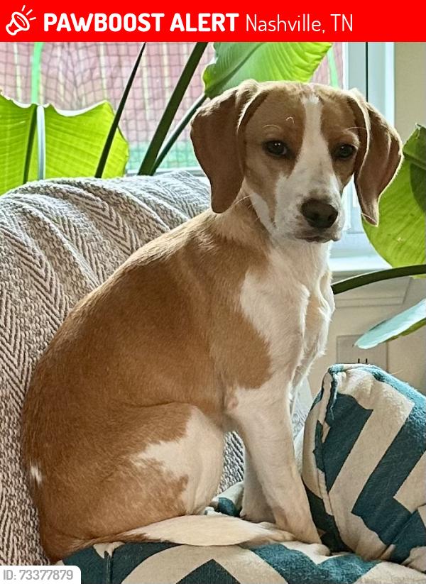 Lost Female Dog last seen John Hagar Rd, Bridgewater, Nashville, TN 37076