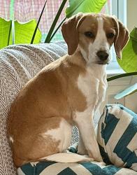 Lost Female Dog last seen John Hagar Rd, Bridgewater, Nashville, TN 37076