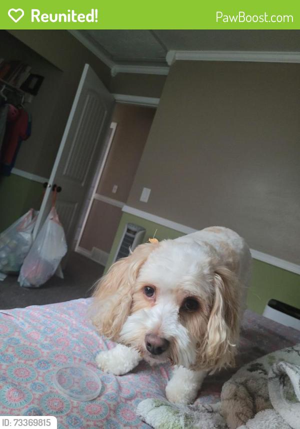 Reunited Female Dog last seen Harmons Grocery Store, Kearns, UT 84118