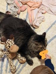 Found/Stray Unknown Cat last seen Pinecrest dr, Largo, FL 33770