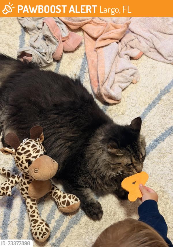 Found/Stray Unknown Cat last seen Pinecrest dr, Largo, FL 33770