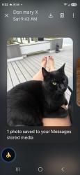 Lost Male Cat last seen Drum point road., Brick Township, NJ 08723