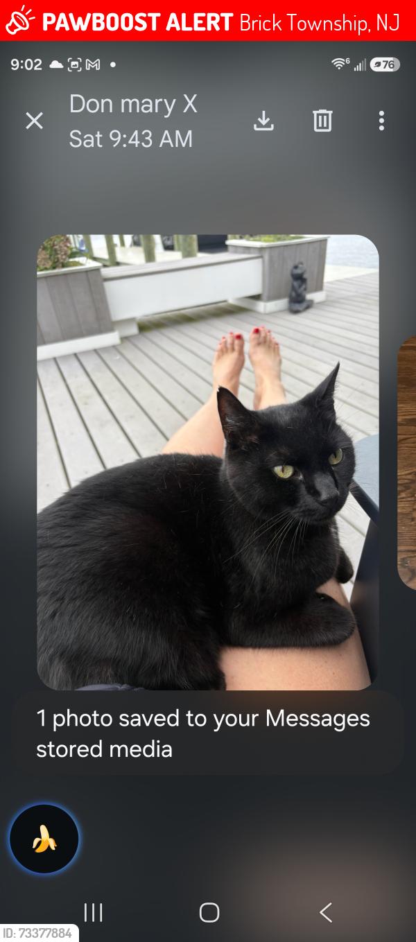 Lost Male Cat last seen Drum point road., Brick Township, NJ 08723