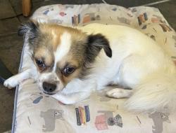 Lost Male Dog last seen Kennedy and 2nd street, Tyler, TX 75701