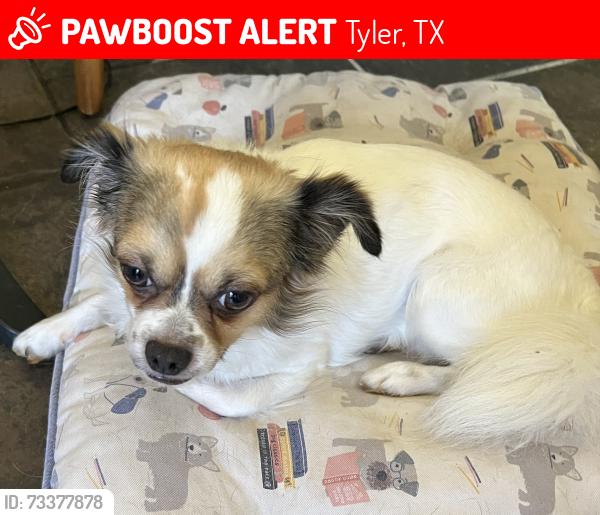Lost Male Dog last seen Kennedy and 2nd street, Tyler, TX 75701