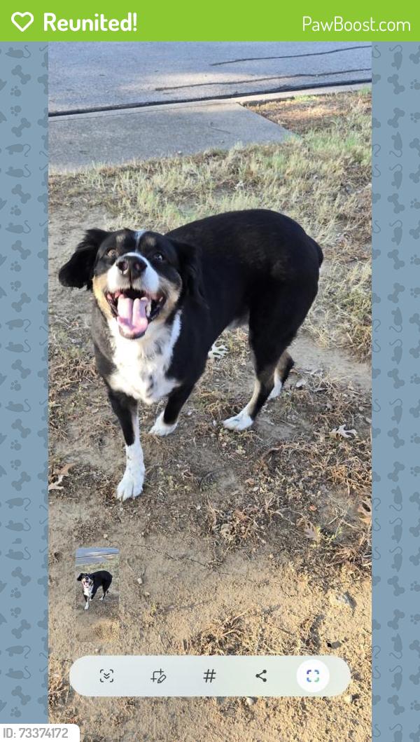 Reunited Male Dog last seen Hideaway Dr, Arlington, TX 76017, USA, Arlington, TX 76017